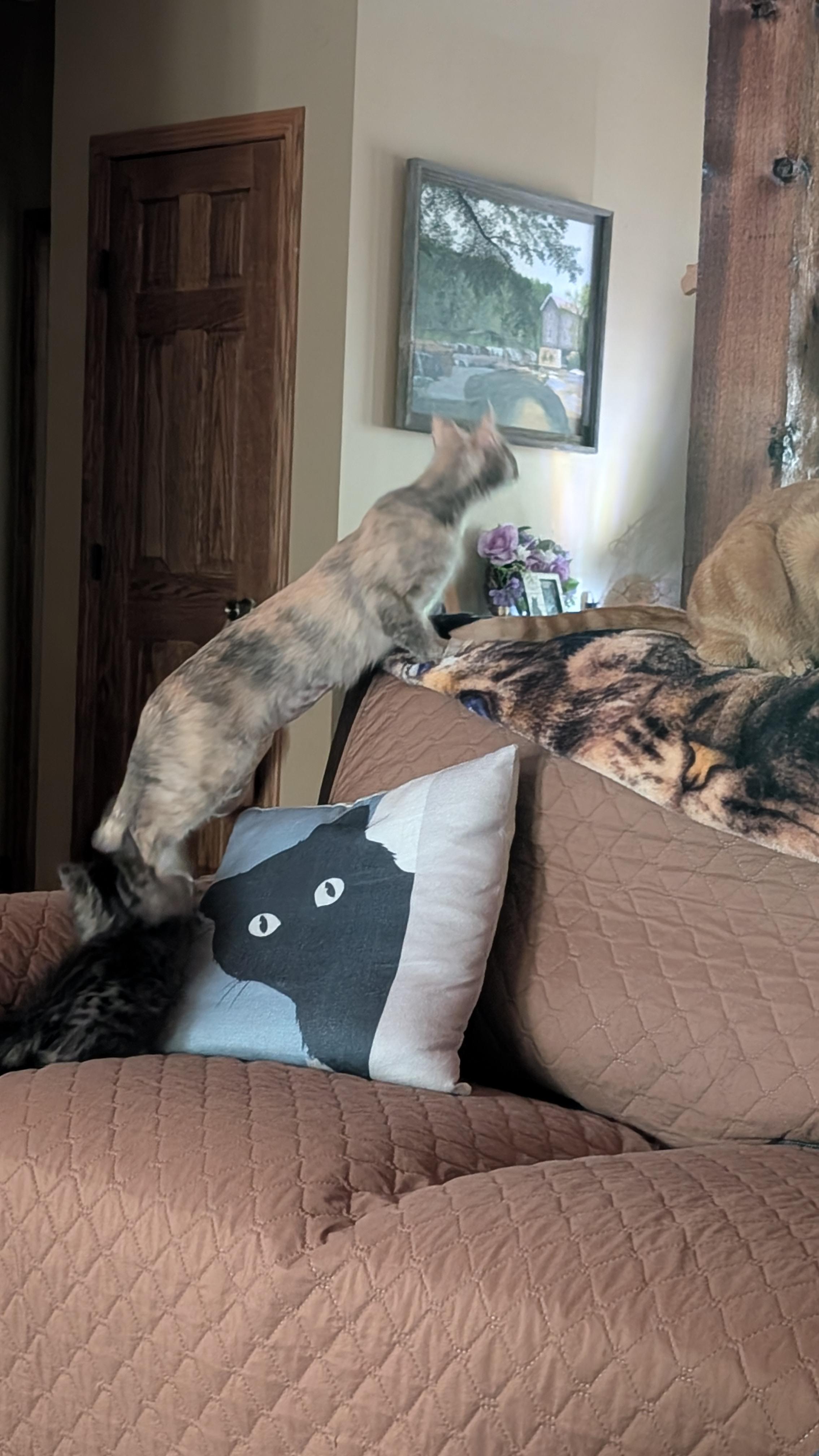 Lilith (Lilly), an adoption pending mixed breed in Morgantown, WV image 4/5
