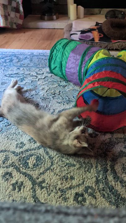 Enlarge Lilith (Lilly), an adoption pending mixed breed in Morgantown, WV video 2/5