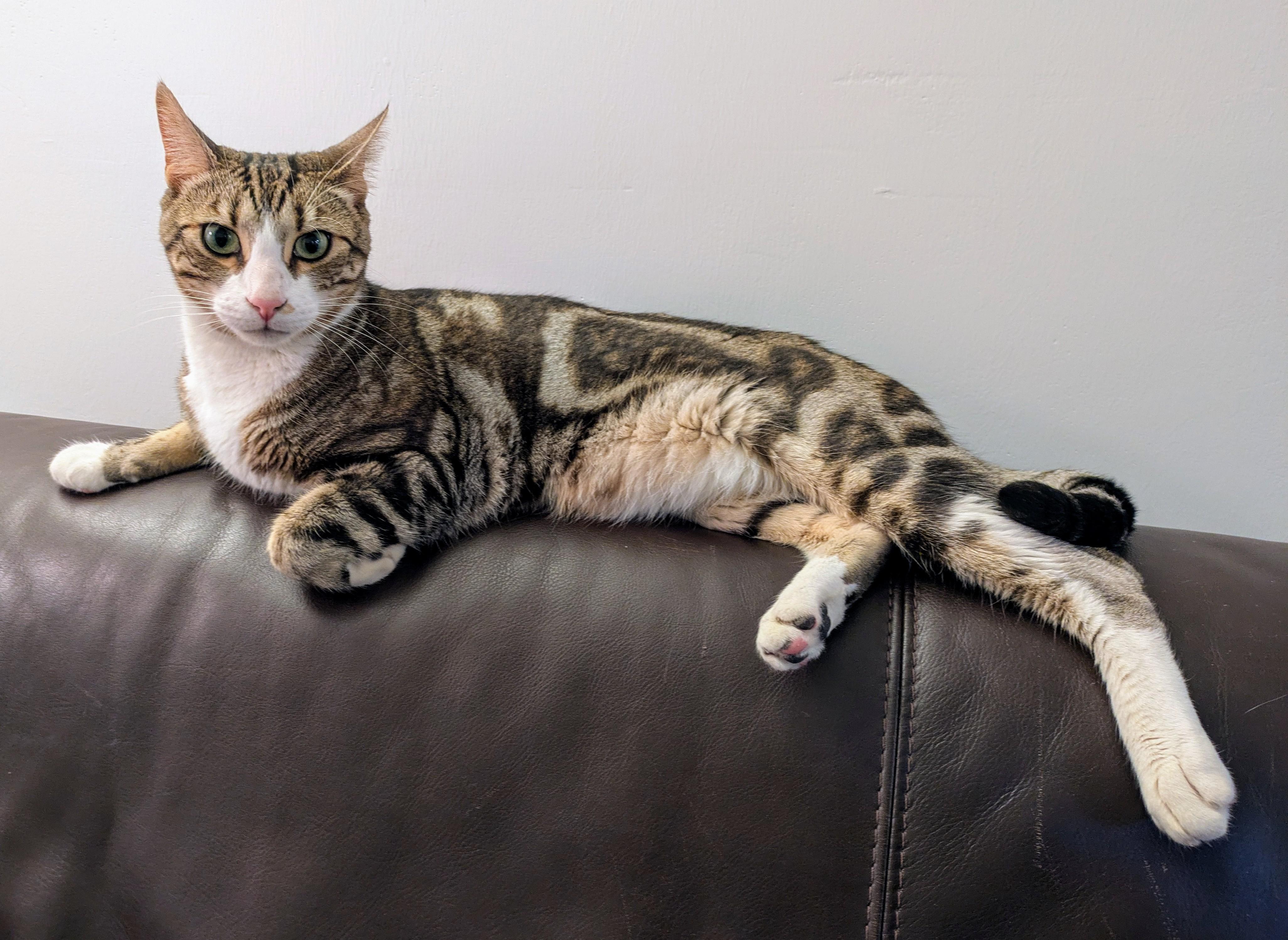 Enlarge Alien, a Adoptable Tabby in Verdun, QC image 1/1