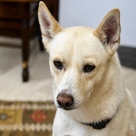 Sunny, ADOPTABLE, Young Female Siberian Husky.