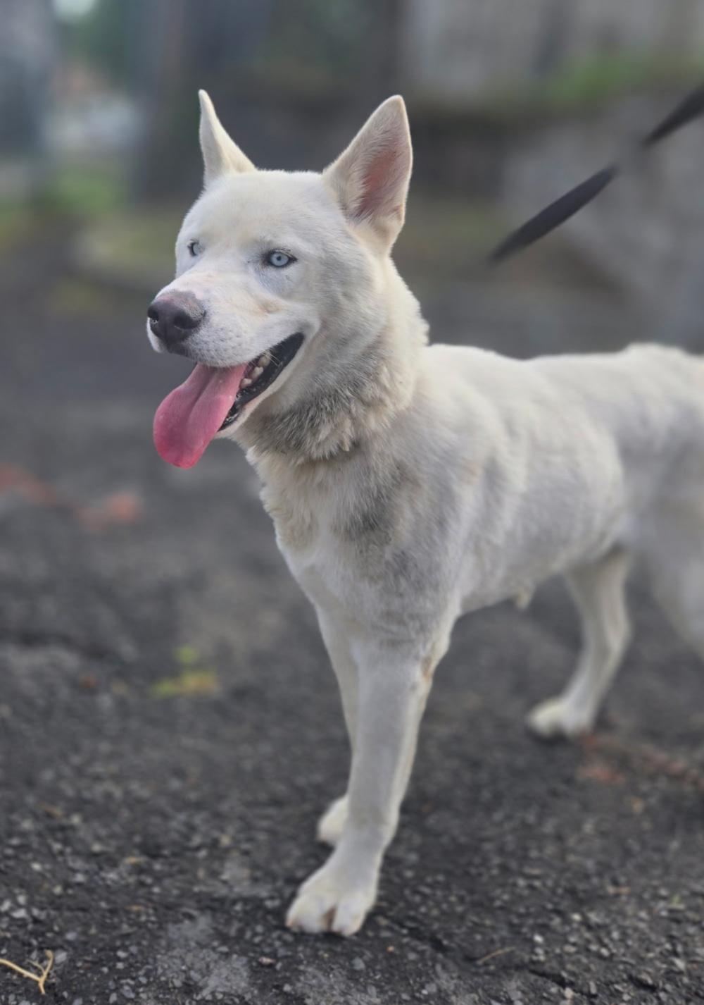 ICE (cc#7147), Adoptable, Adult Male Husky & Shepherd.
