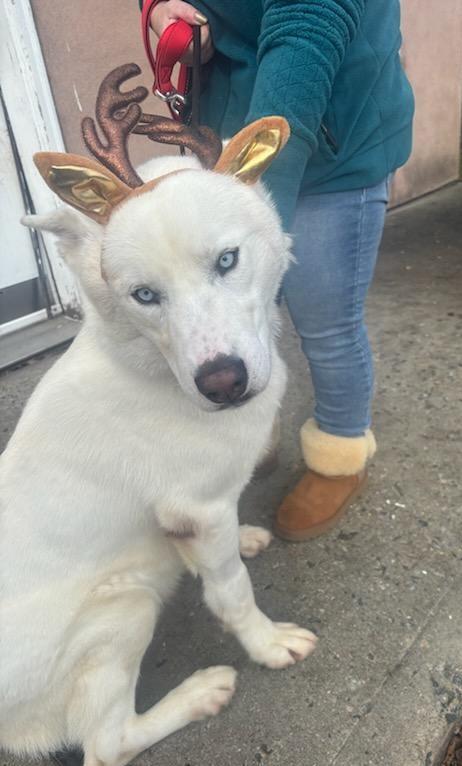 Enlarge ICE  (cc#7147), a Adoptable mixed breed in West Orange, NJ image 2/4