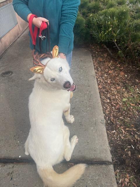 Enlarge ICE  (cc#7147), a Adoptable mixed breed in West Orange, NJ image 3/4