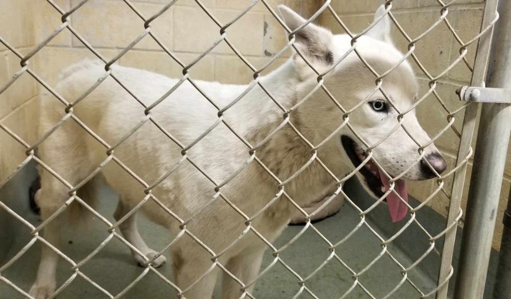 ICE (cc#7147), a Adoptable mixed breed in West Orange, NJ image 2/2