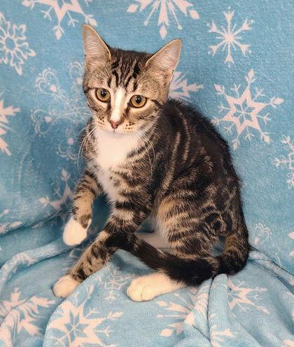 Enlarge 6860 (Ranger), a Adoptable Domestic Short Hair in Lake City, MI image 1/1