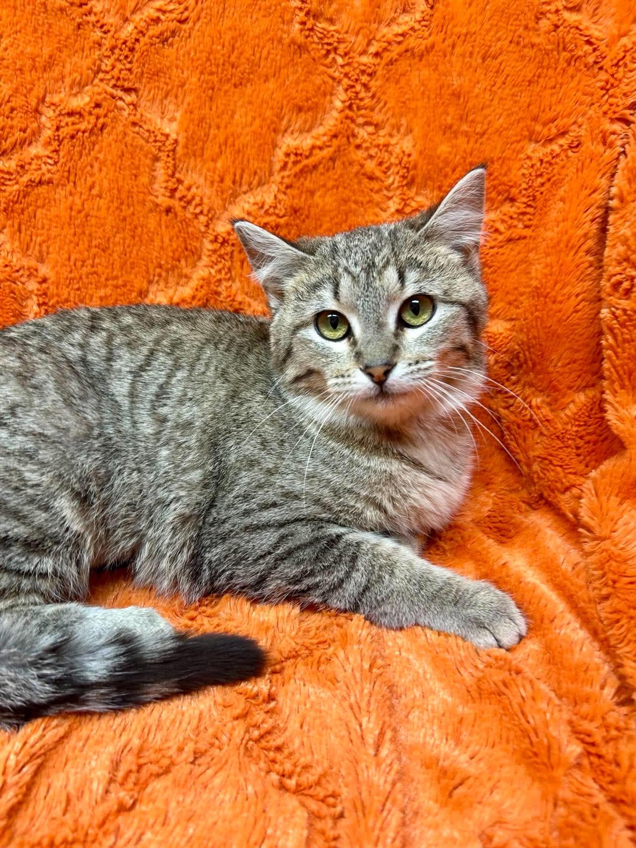 Meadow , adopted, Young Female Domestic Short Hair.