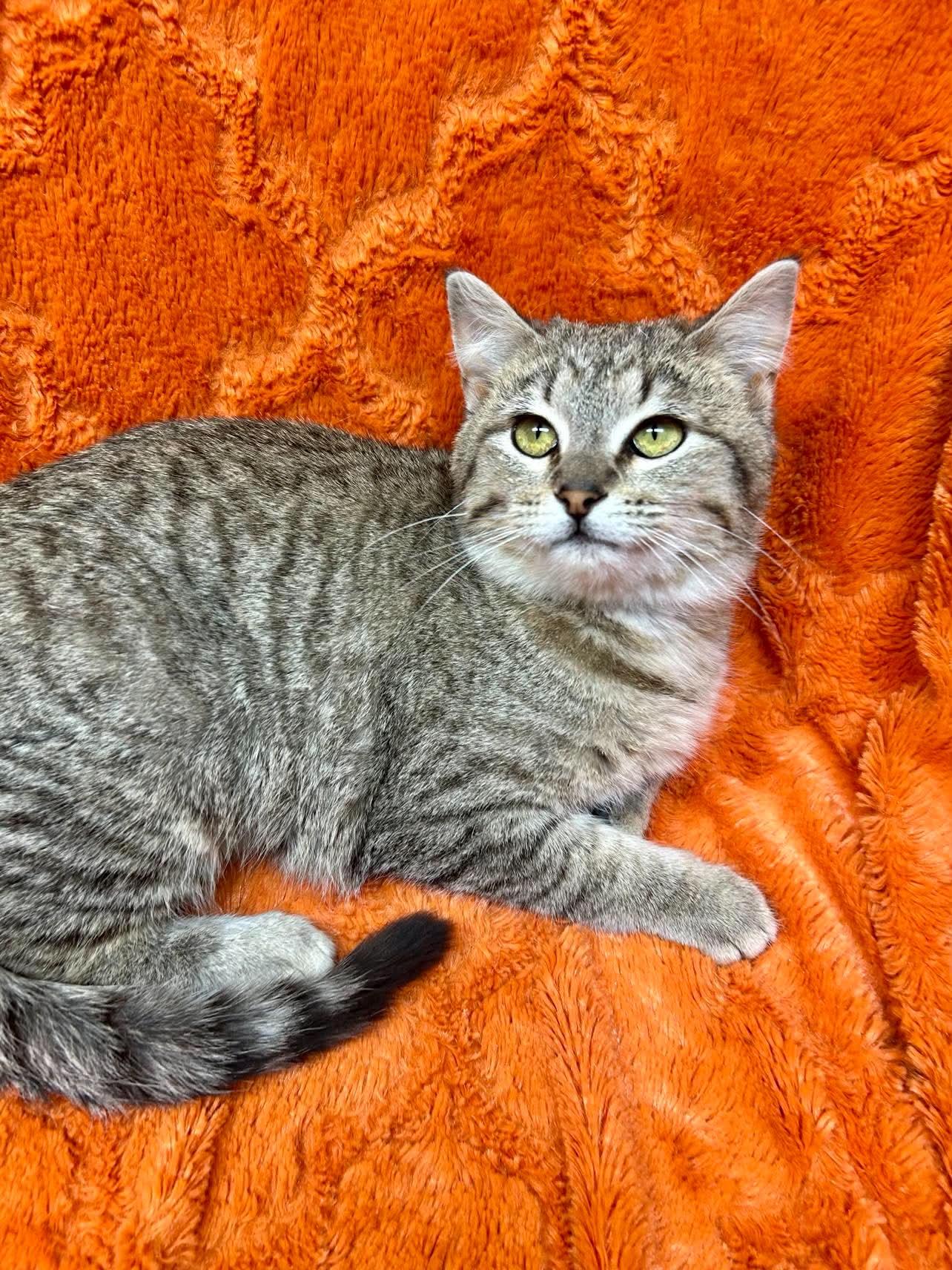 Meadow , an adopted Domestic Short Hair in Alexandria, MN image 2/3