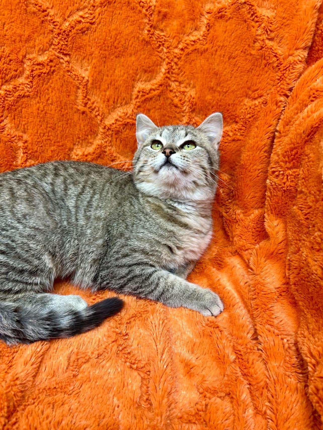 Meadow , an adopted Domestic Short Hair in Alexandria, MN image 3/3