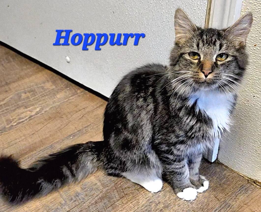 Enlarge Hoppurr, an adopted mixed breed in Macon, GA image 3/3