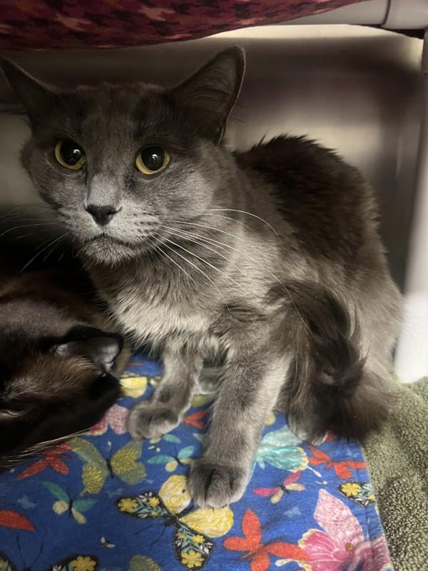 Demi, Adoptable, Adult Female Domestic Medium Hair.