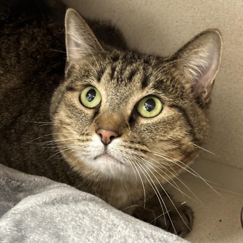 Enlarge Cleo, a Adoptable Domestic Short Hair in Durango, CO image 1/4