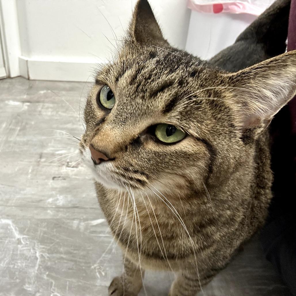 Enlarge Cleo, a Adoptable Domestic Short Hair in Durango, CO image 2/4