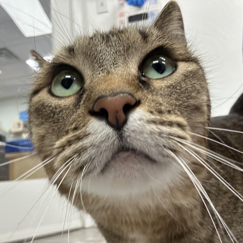 Enlarge Cleo, a Adoptable Domestic Short Hair in Durango, CO image 3/4