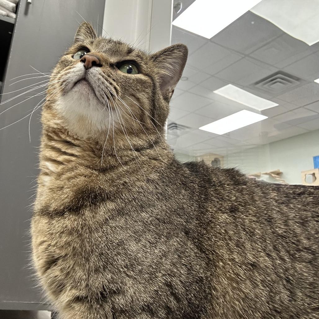 Enlarge Cleo, a Adoptable Domestic Short Hair in Durango, CO image 4/4