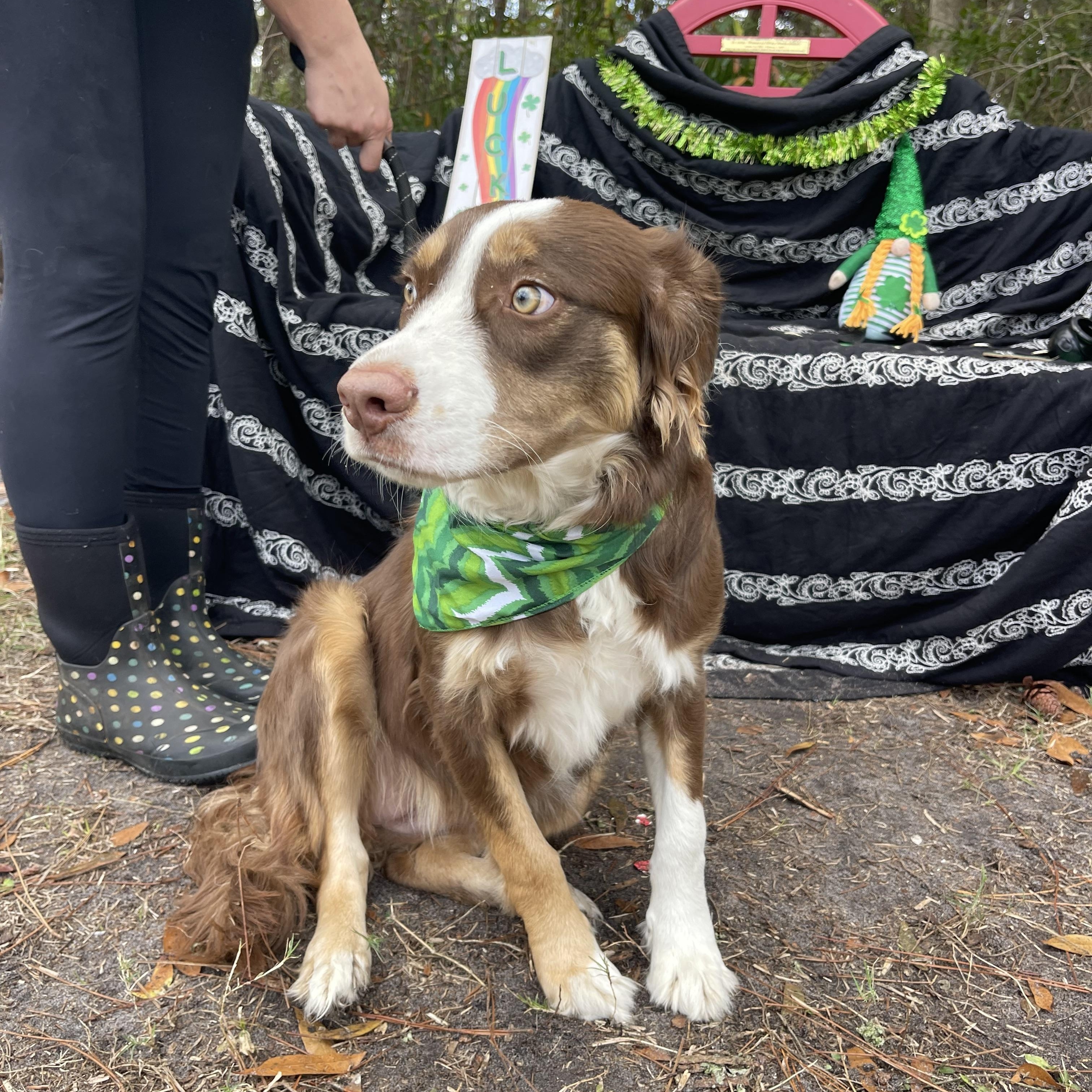 Enlarge Cinnamon, an adopted Australian Shepherd in Sebring, FL image 5/5