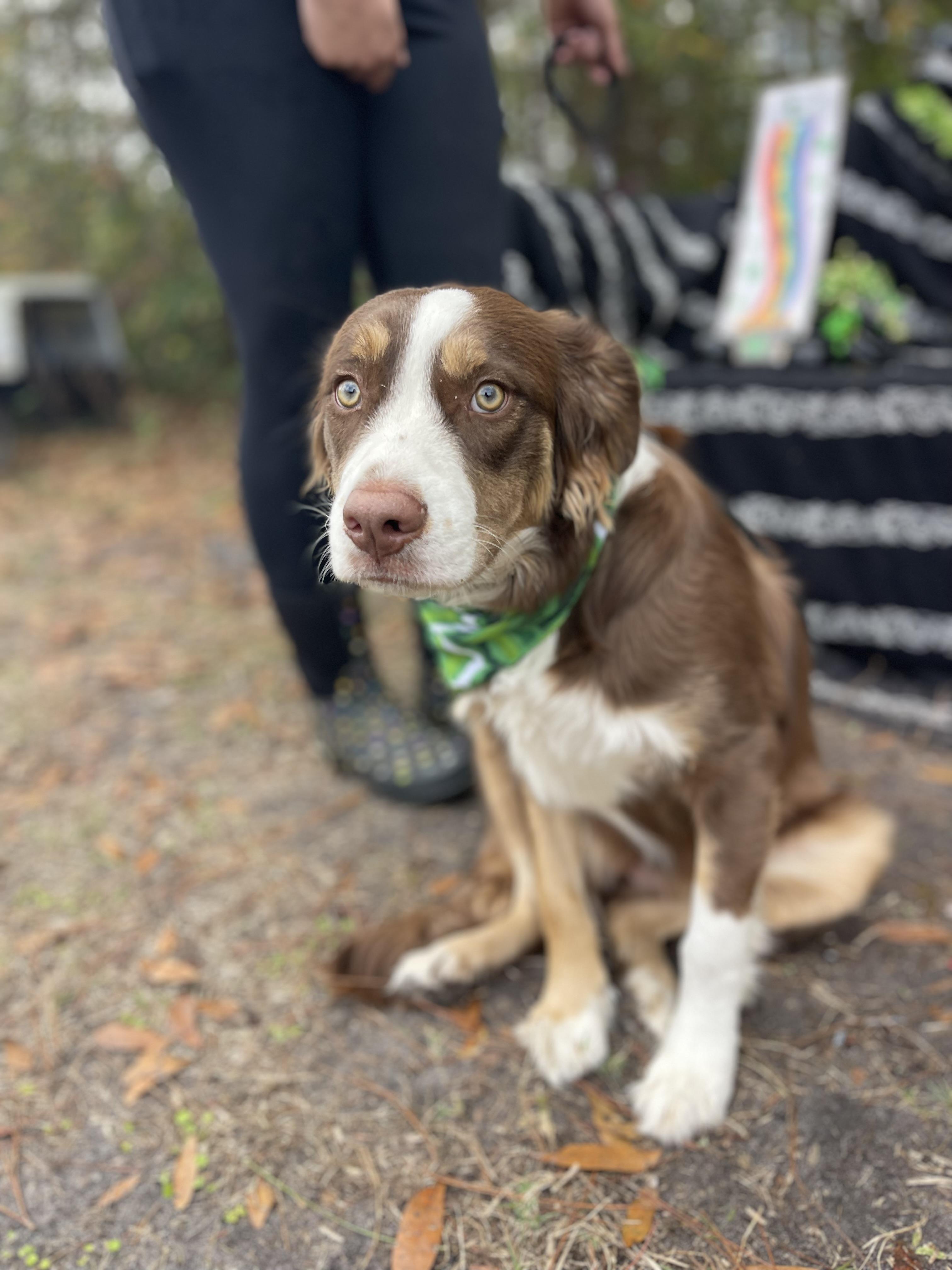 Enlarge Cinnamon, an adopted Australian Shepherd in Sebring, FL image 4/5