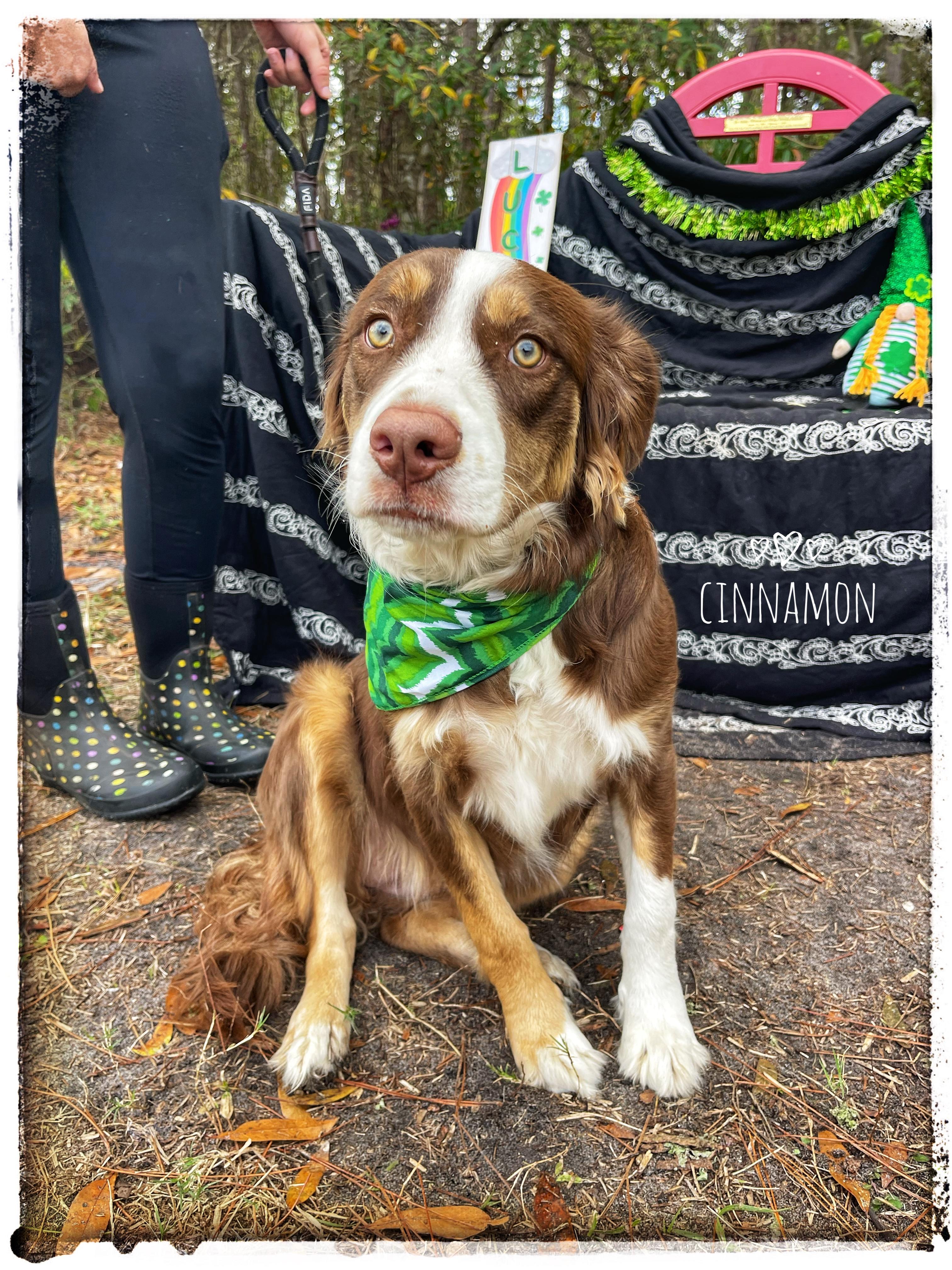 Cinnamon, adopted, Young Female Australian Shepherd.