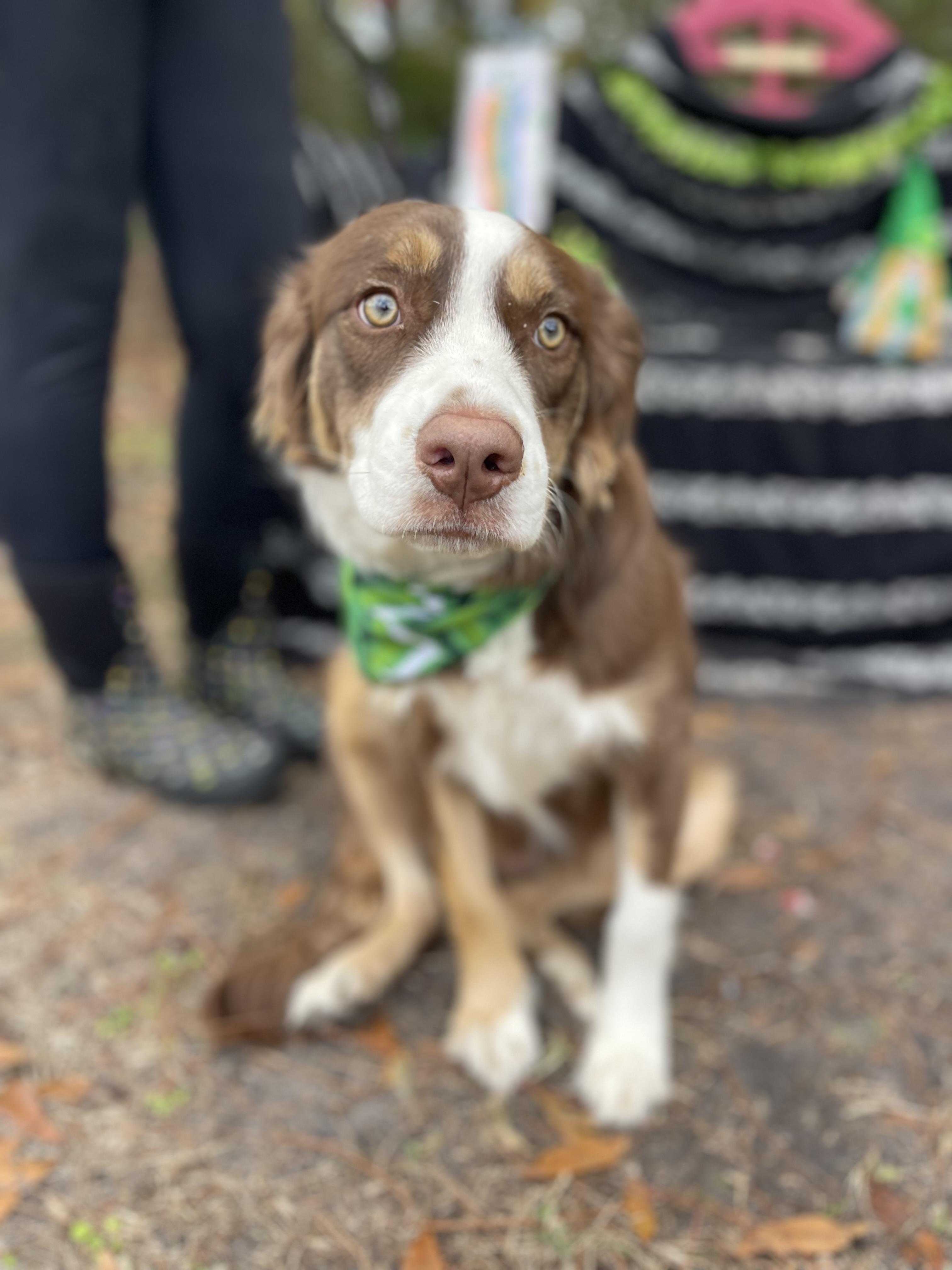 Enlarge Cinnamon, an adopted Australian Shepherd in Sebring, FL image 2/5