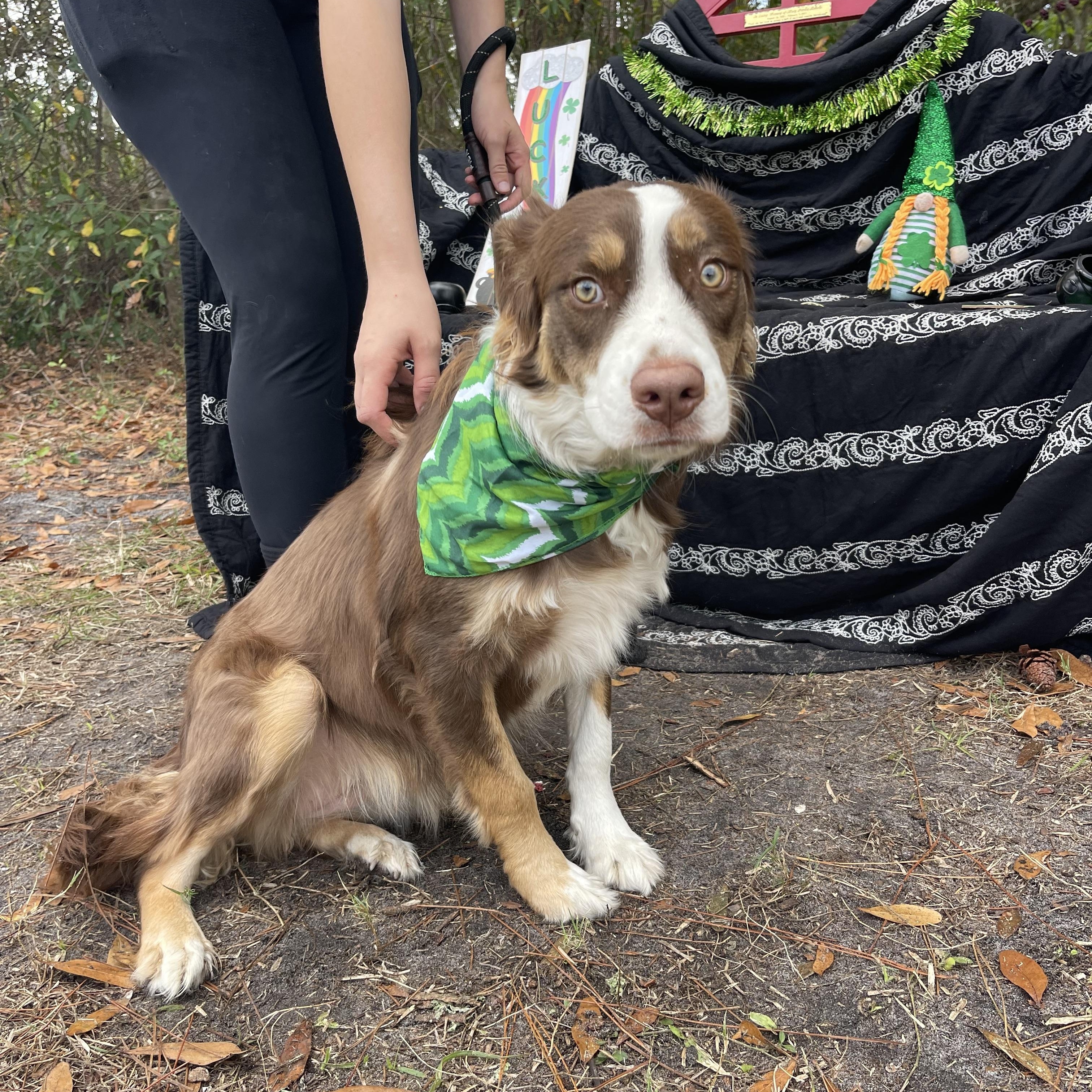 Enlarge Cinnamon, an adopted Australian Shepherd in Sebring, FL image 3/5