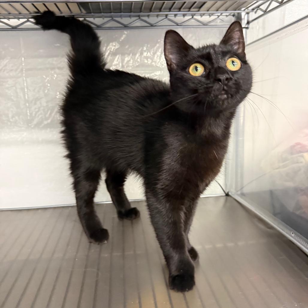 A bag of chips Dune 55626, Adoptable, Young Female Russian Blue & Domestic Short Hair.