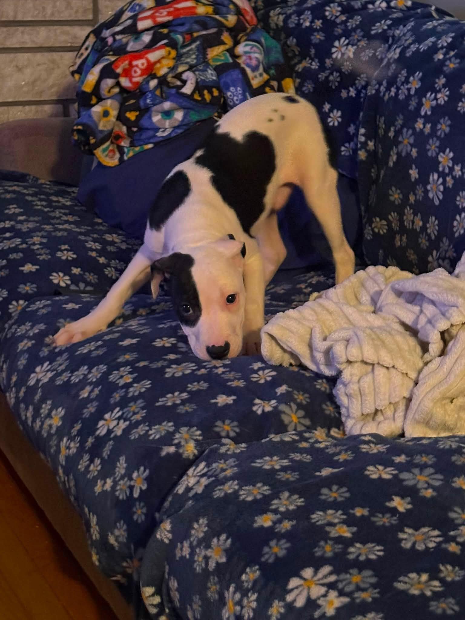 Waffles, ADOPTABLE, Young Male Pit Bull Terrier.