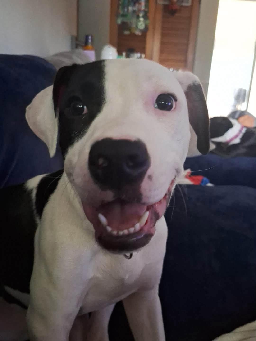 Enlarge Waffles, a ADOPTABLE Pit Bull Terrier in Niles, IL image 3/5