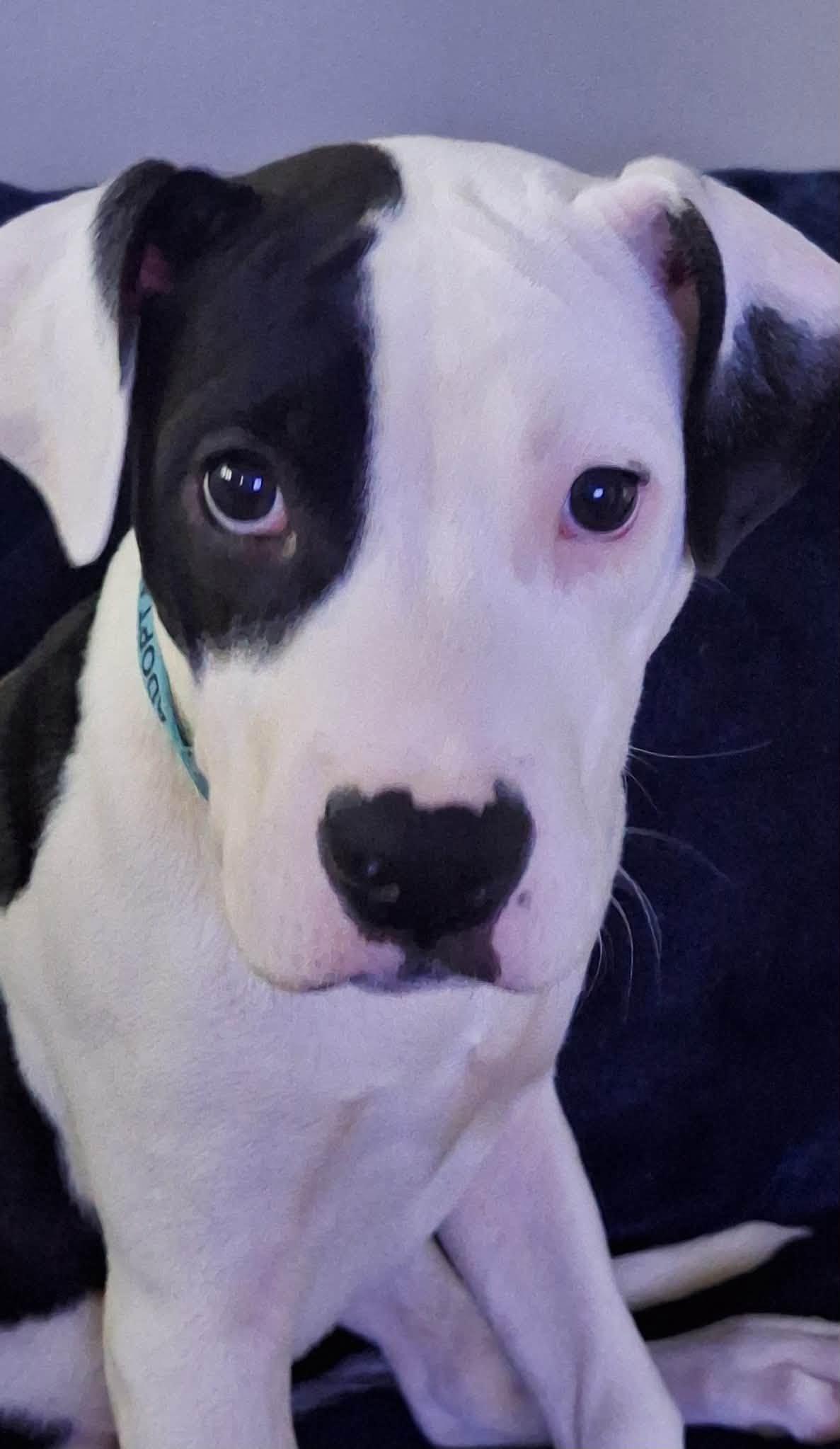Enlarge Waffles, a ADOPTABLE Pit Bull Terrier in Niles, IL image 4/5