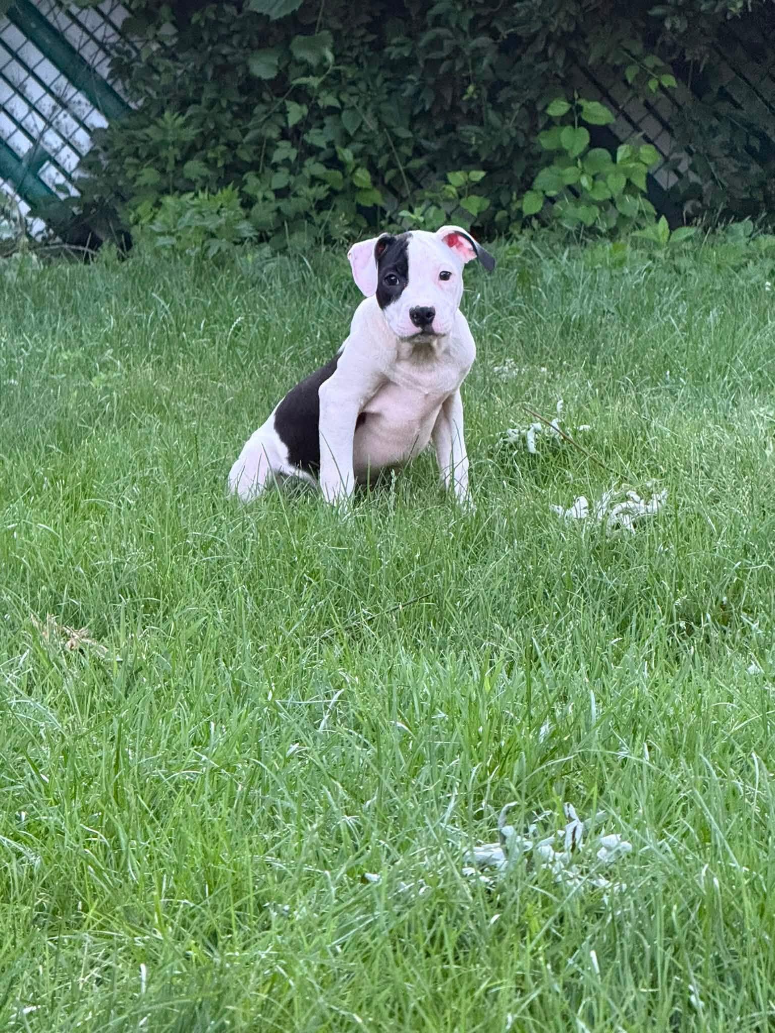 Enlarge Waffles, a ADOPTABLE Pit Bull Terrier in Niles, IL image 2/5