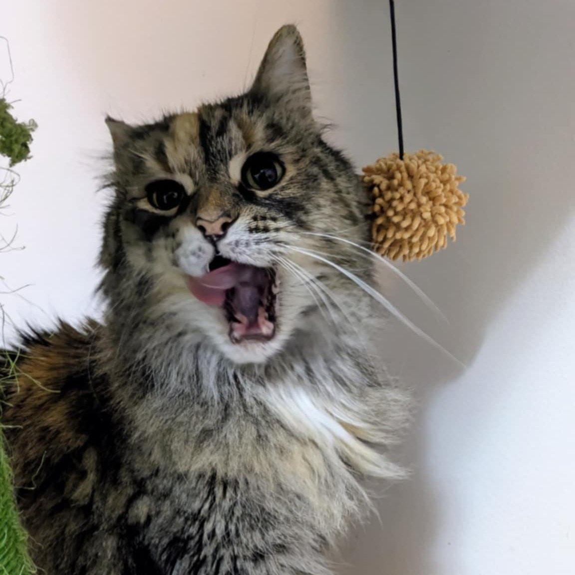 Enlarge Stella , an adoptable Domestic Long Hair in Royal Oak, MI image 2/6