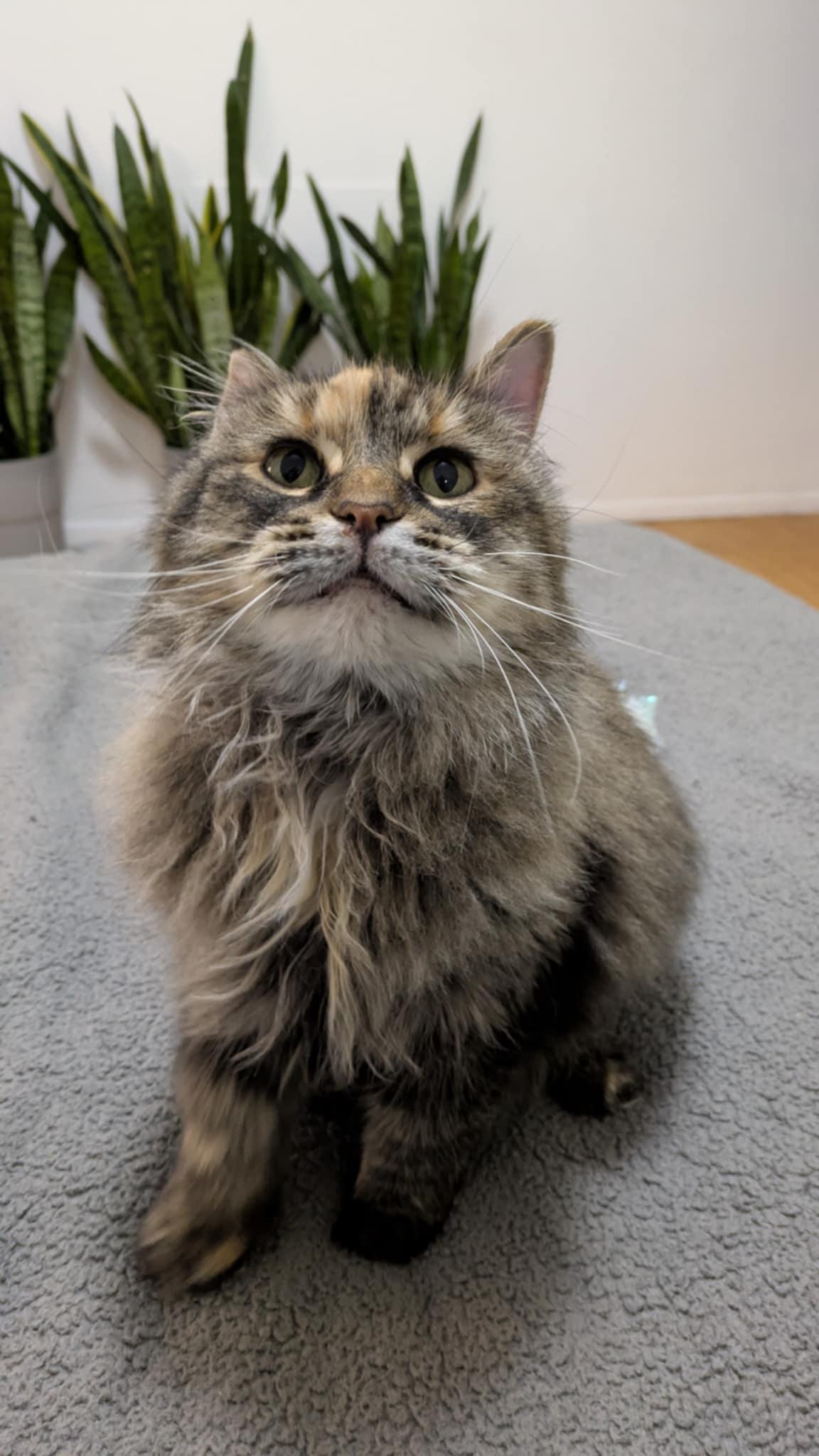 Enlarge Stella , an adoptable Domestic Long Hair in Royal Oak, MI image 3/6