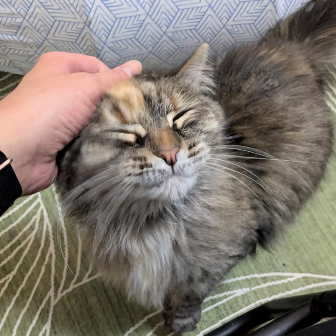 Enlarge Stella , an adoptable Domestic Long Hair in Royal Oak, MI image 1/6