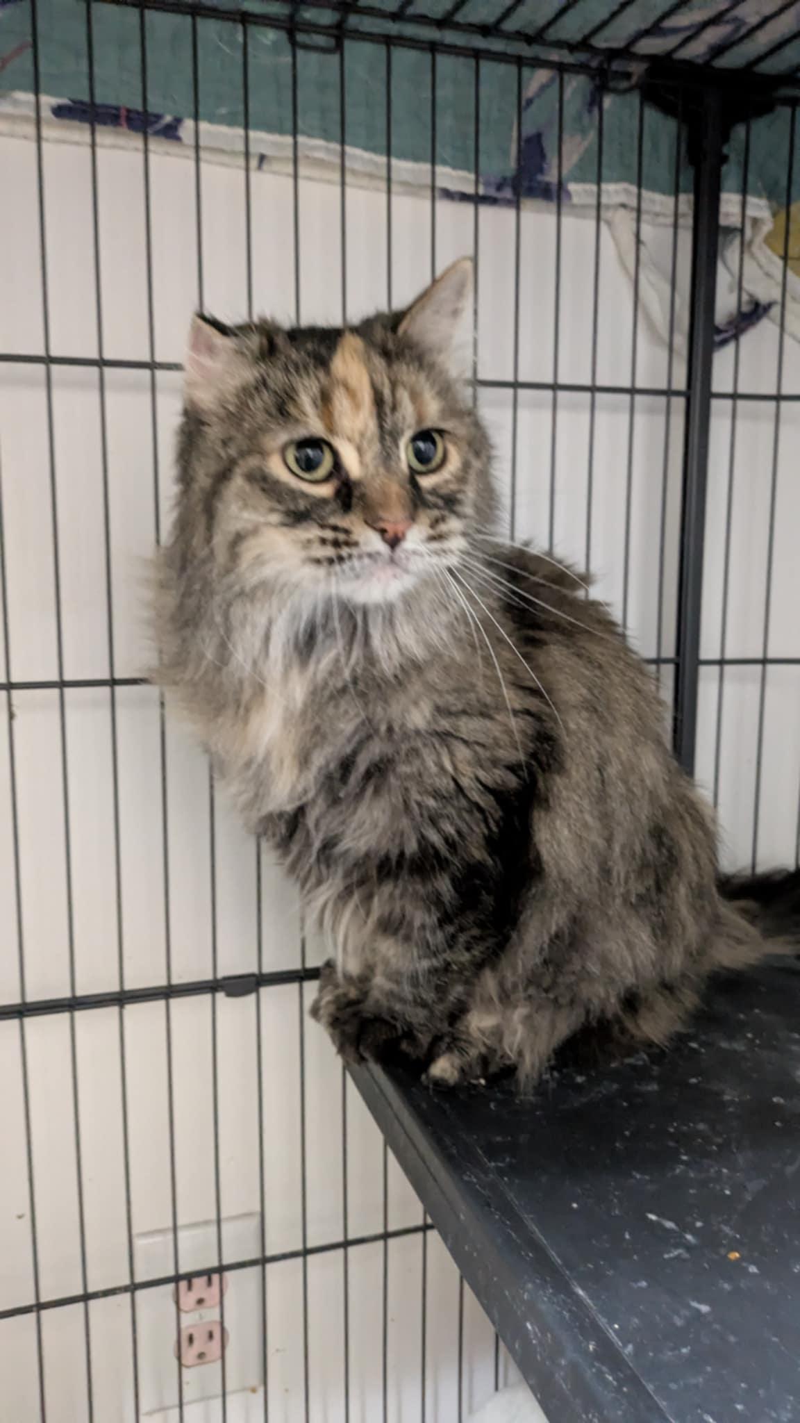 Stella , adoptable, Senior Female Domestic Long Hair.
