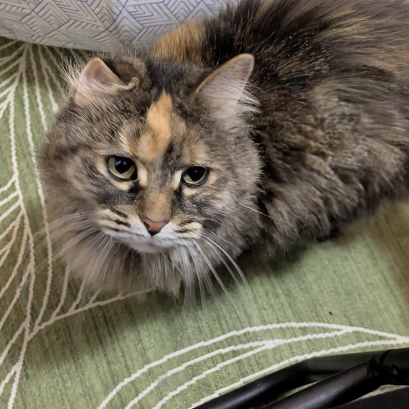 Stella , adoptable, Senior Female Domestic Long Hair.