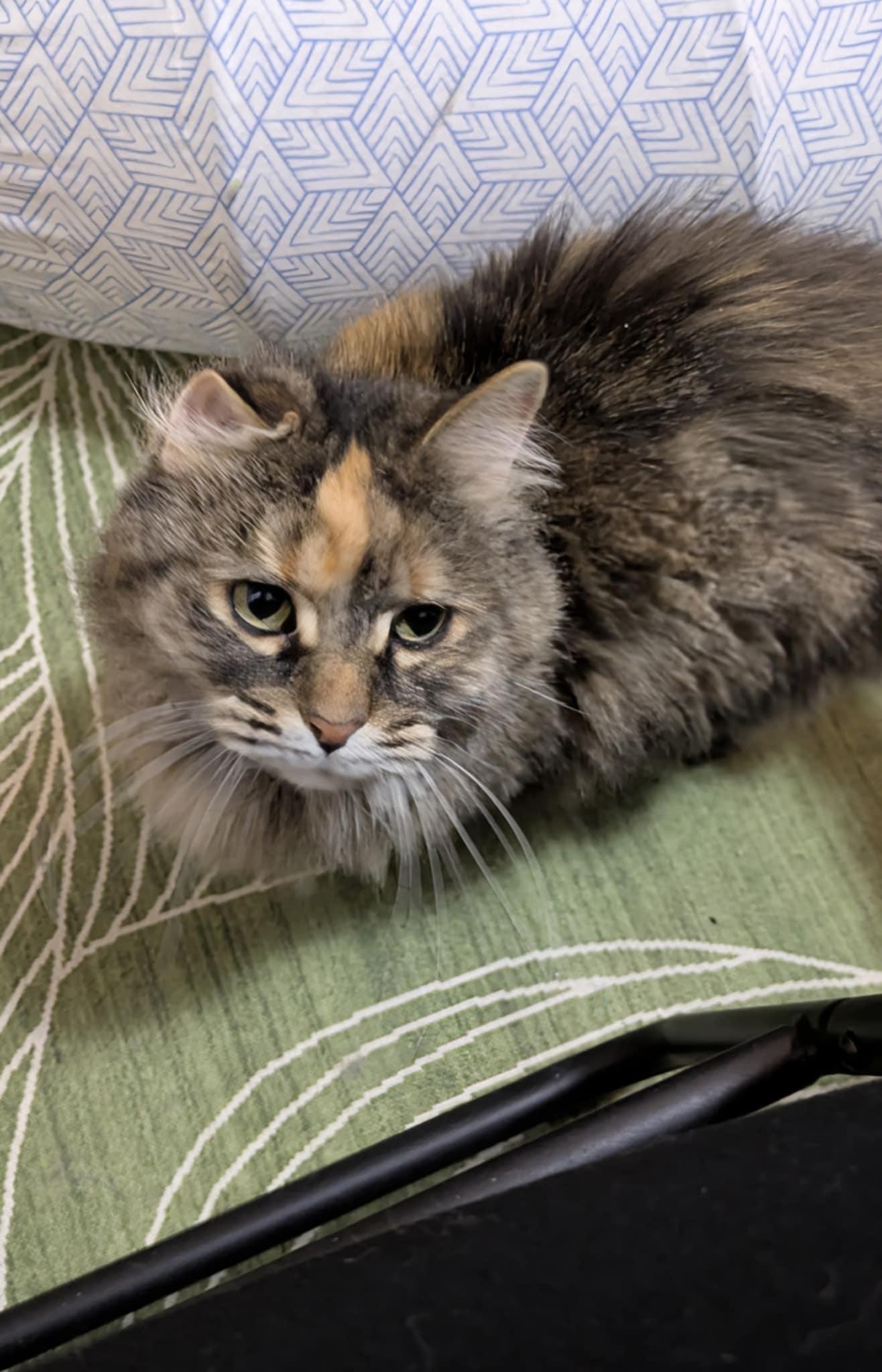 Enlarge Stella , an adoptable Domestic Long Hair in Royal Oak, MI image 5/6