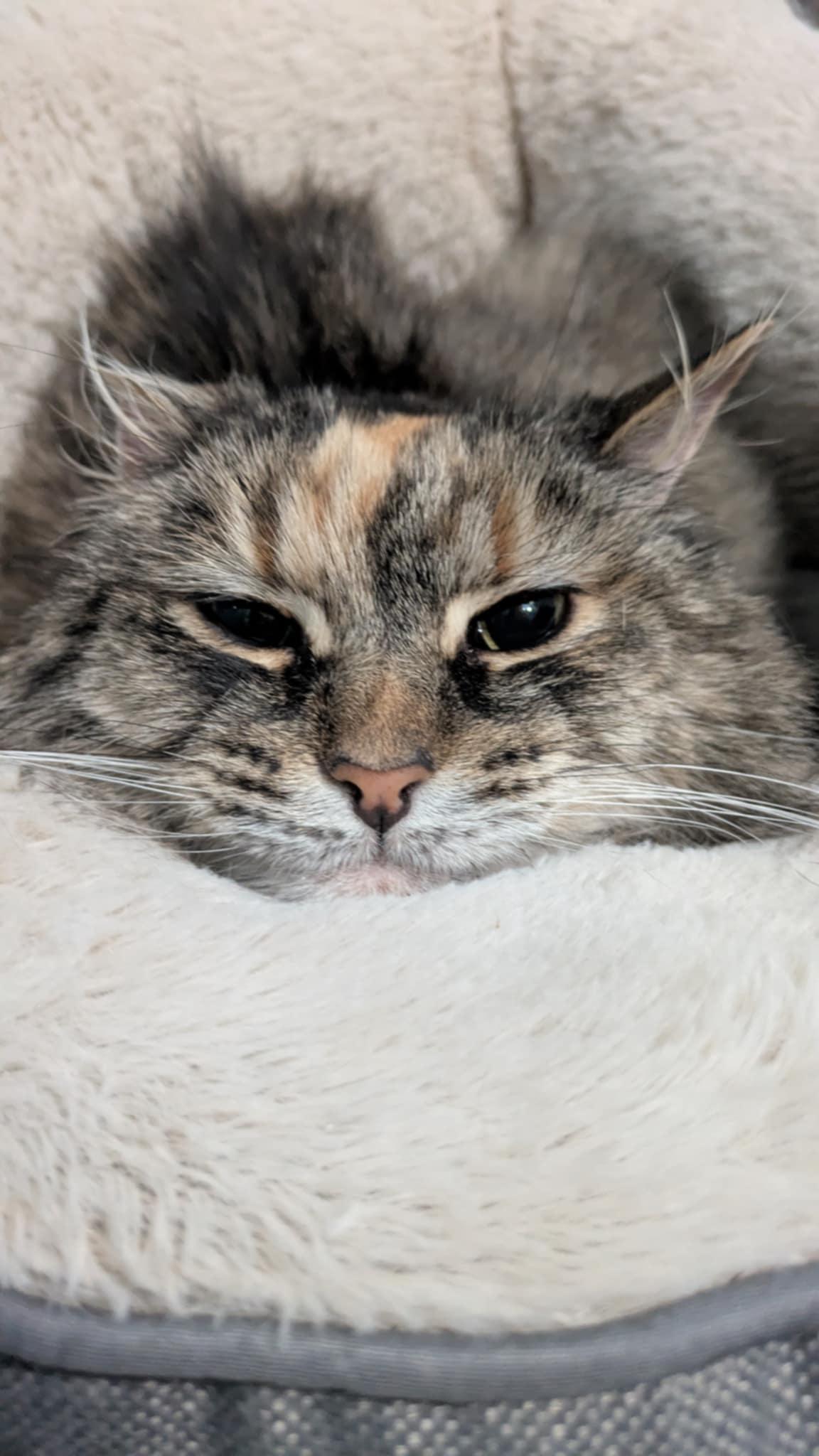 Enlarge Stella , an adoptable Domestic Long Hair in Royal Oak, MI image 6/6