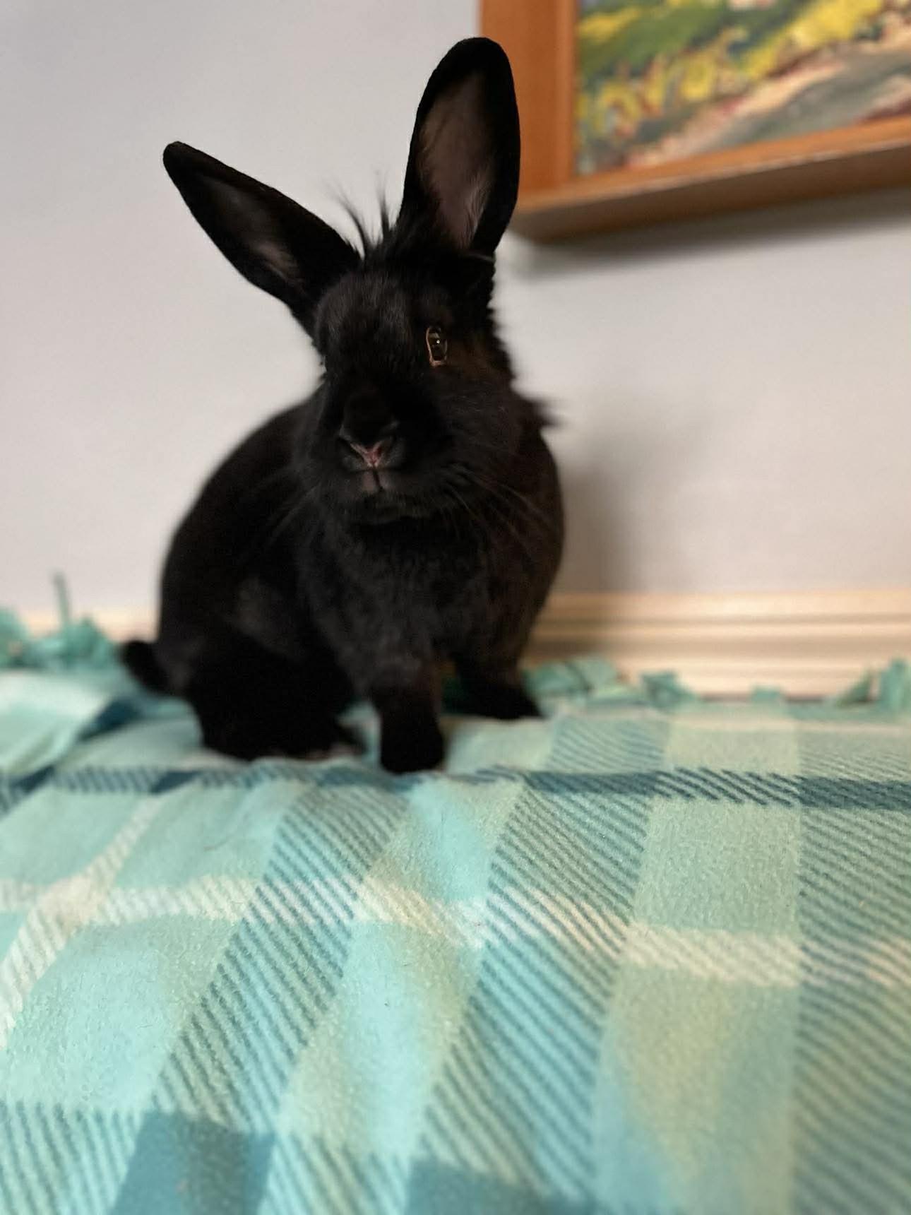 Enlarge Annie, a Adoptable mixed breed in Portland, ME image 1/5