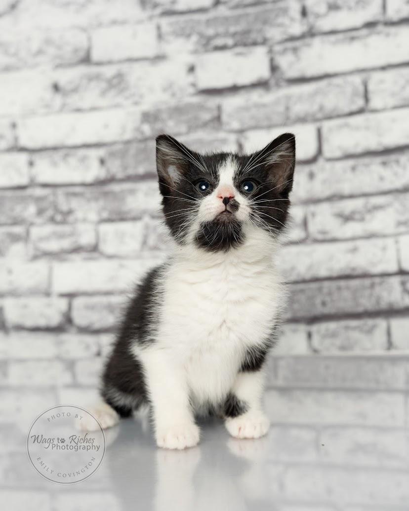 Licorice - Adopted, an adopted mixed breed in Carlisle, PA image 4/6