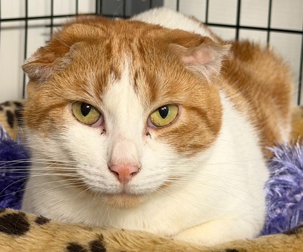 Leroy Snow, Adoptable, Adult Male Domestic Short Hair.
