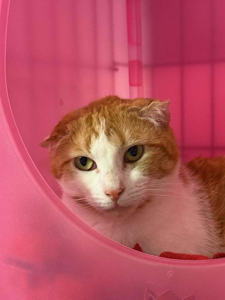 Enlarge Leroy Snow, a Adoptable mixed breed in Windsor, CT image 2/4
