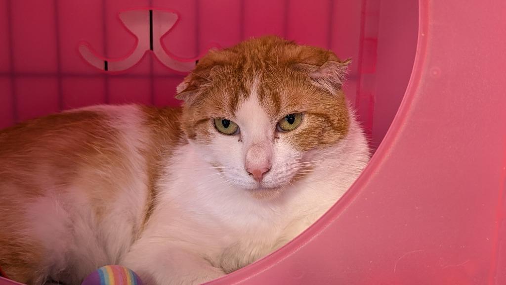 Enlarge Leroy Snow, a Adoptable mixed breed in Windsor, CT image 3/4