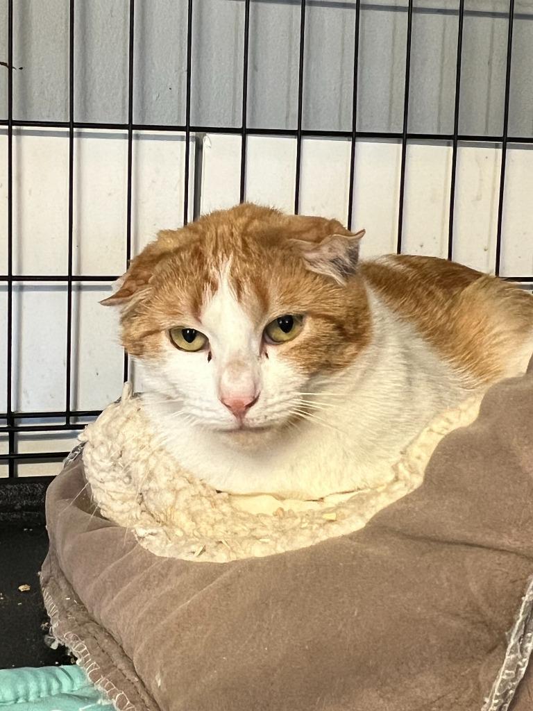 Enlarge Leroy Snow, a Adoptable mixed breed in Windsor, CT image 4/4