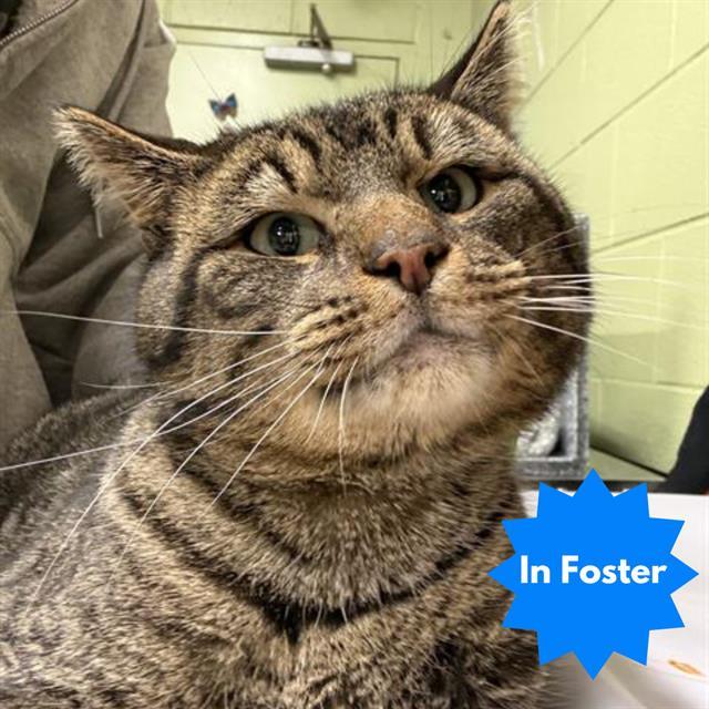 Enlarge ZAXBY, a Adoptable American Shorthair in Indianapolis, IN image 1/1