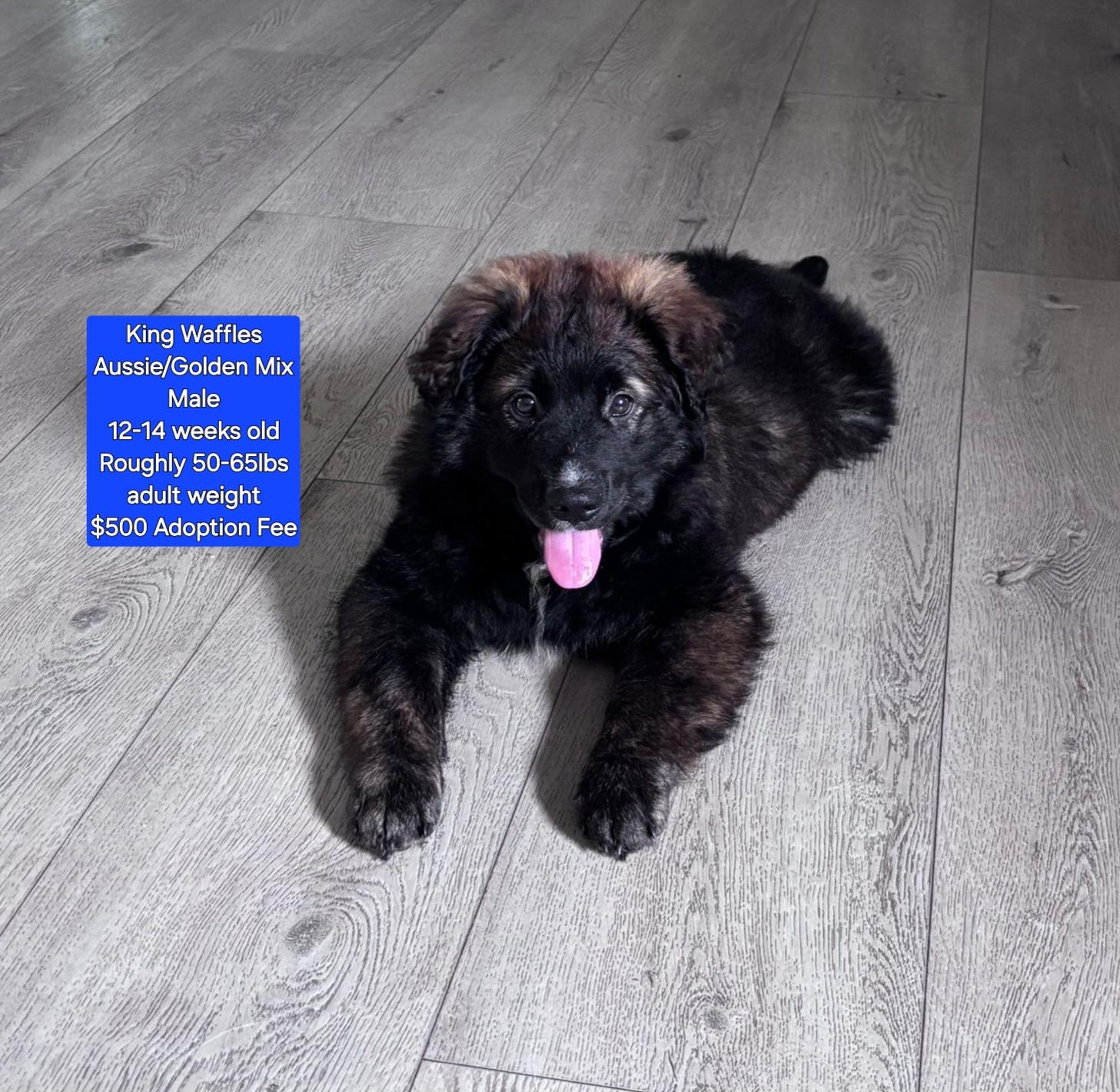 King Waffles, Baby Male Australian Shepherd