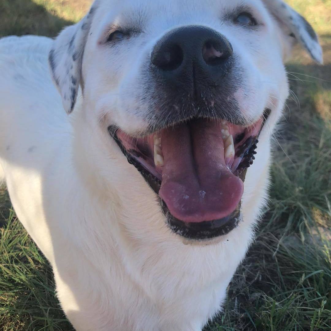 Enlarge *Peaches, a Adoptable mixed breed in Justin, TX image 2/5