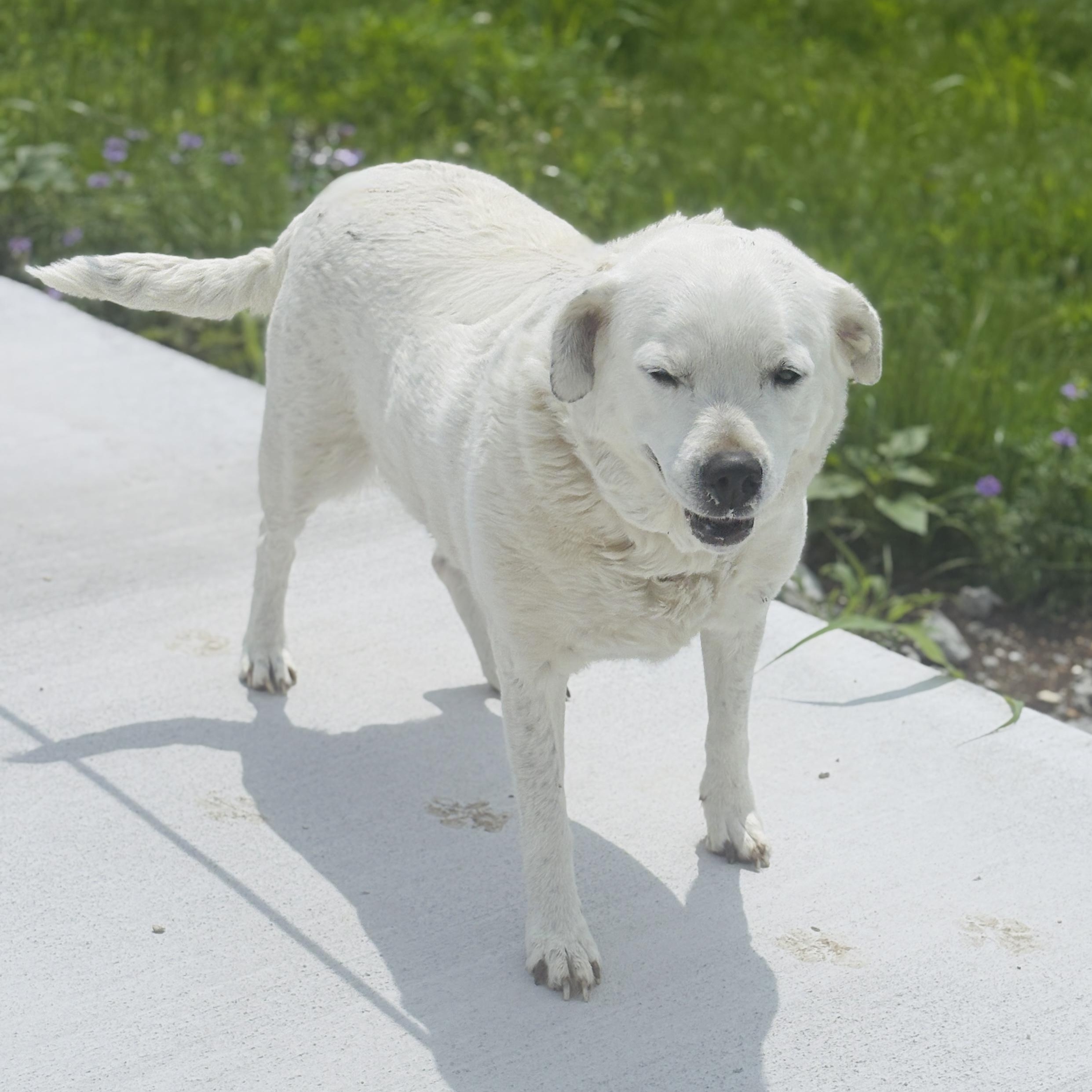 Enlarge *Peaches, a Adoptable mixed breed in Justin, TX image 3/5