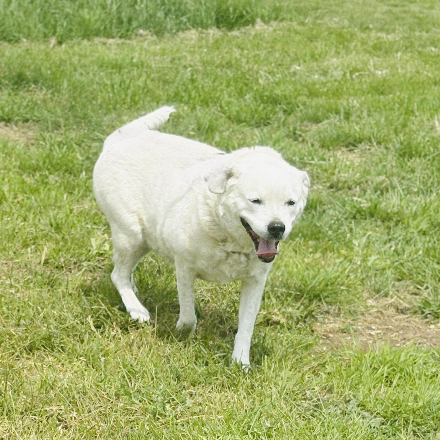 Enlarge *Peaches, a Adoptable mixed breed in Justin, TX image 1/5