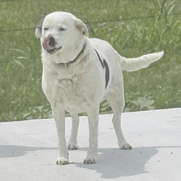 Enlarge *Peaches, a Adoptable mixed breed in Justin, TX image 4/5