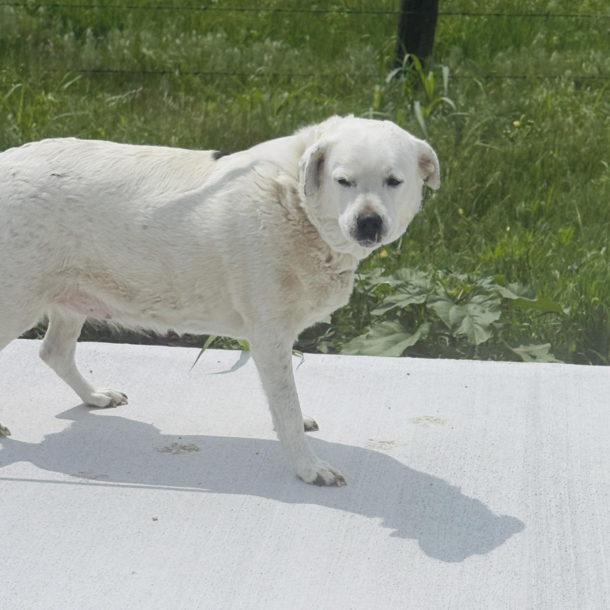 *Peaches photo 5