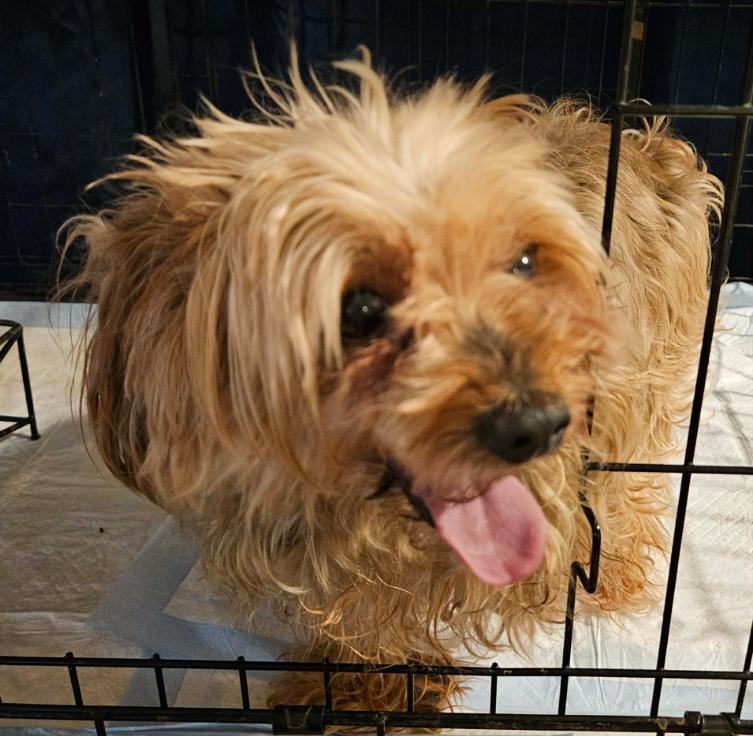 Enlarge Boomer in TX, a Adoptable Terrier in Cranston, RI image 1/2