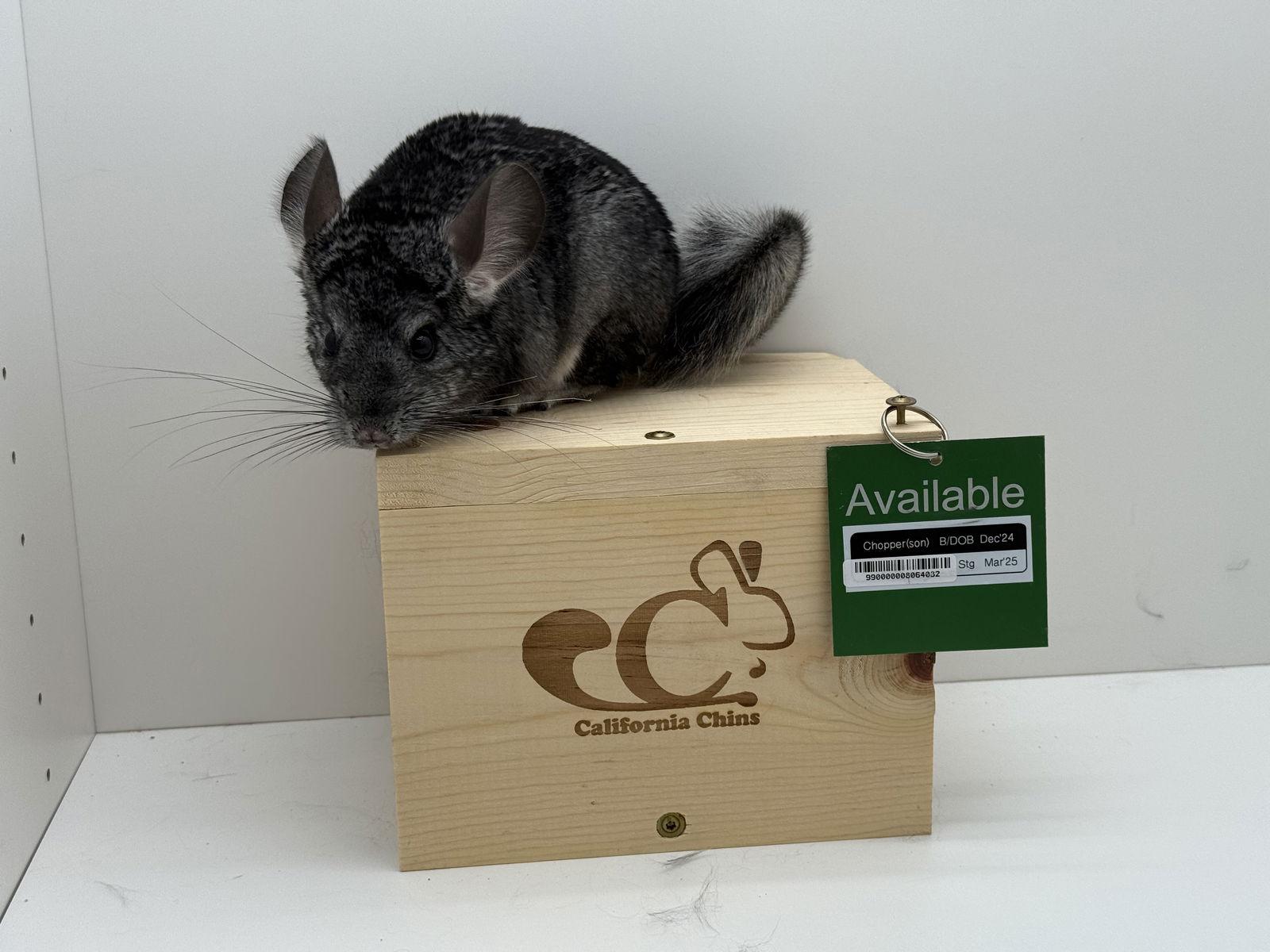 Enlarge Chopper, a Adoptable Chinchilla in Sunnyvale, CA image 1/3
